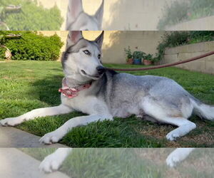 - Mix Dogs for adoption in Dana Point, CA, USA