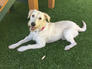 Unknown-Wheaten Terrier Mix Dogs for adoption in Agoura Hills, CA, USA