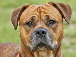 Mastiff Dogs for adoption in Tallahassee, FL, USA