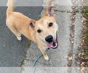 Medium Photo #1 Mutt Puppy For Sale in Santa Rosa, CA, USA