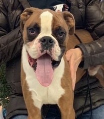 Boxer Dogs for adoption in Wyckoff, NJ, USA