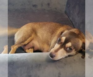 Chiweenie Dogs for adoption in Royal Palm Beach, FL, USA