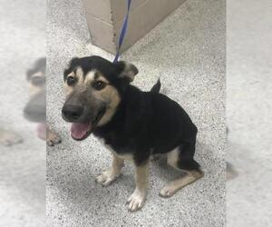German Shepherd Dog-Unknown Mix Dogs for adoption in Conroe, TX, USA