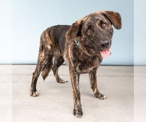 Plott Hound-Unknown Mix Dogs for adoption in Pasadena, CA, USA