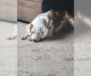 Beagle-Unknown Mix Dogs for adoption in Springdale, PA, USA