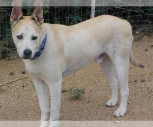 Huskies -Unknown Mix Dogs for adoption in Albuquerque, NM, USA