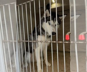 Siberian Husky Dogs for adoption in Oklahoma City, OK, USA