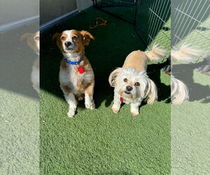 Pembroke Welsh Corgi-Unknown Mix Dogs for adoption in Phoenix, AZ, USA