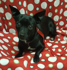 Chiweenie Dogs for adoption in Clinton, OK, USA