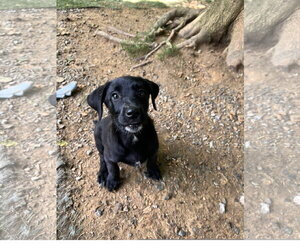 Mutt Dogs for adoption in Tracy City, TN, USA