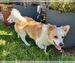 Papillon-Unknown Mix Dogs for adoption in Fremont, CA, USA