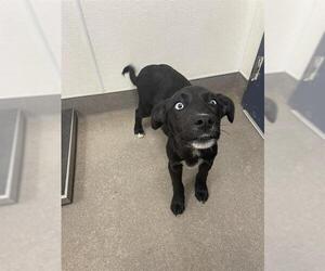 Labrador Retriever-Unknown Mix Dogs for adoption in HESPERIA, CA, USA