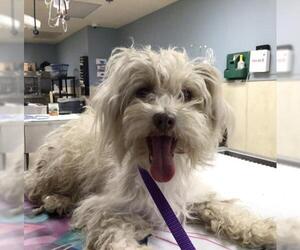 Mutt Dogs for adoption in Riverside, CA, USA