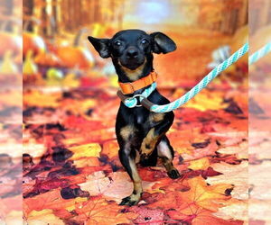 Chihuahua Dogs for adoption in Long Beach, CA, USA