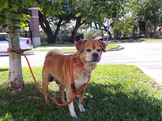 Puggle Dogs for adoption in Sanford, FL, USA