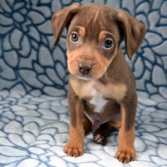 Doberman Pinscher-Unknown Mix Dogs for adoption in San Diego, CA, USA