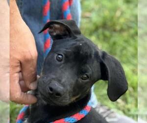 Boxer-Unknown Mix Dogs for adoption in Yardley, PA, USA