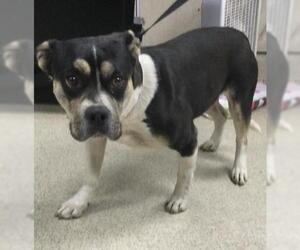 American Pit Bull Terrier-Unknown Mix Dogs for adoption in Riverside, CA, USA