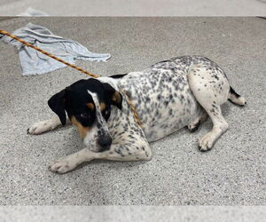 Bluetick Coonhound-German Shorthaired Pointer Mix Dogs for adoption in Conroe, TX, USA