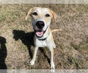 Labrador Retriever-Unknown Mix Dogs for adoption in Corpus Christi, TX, USA