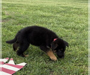 German Shepherd Dog Dogs for adoption in Holly Hill, SC, USA