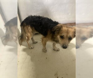 Chihuahua Dogs for adoption in Bakersfield, CA, USA