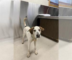 Mutt Dogs for adoption in Fairbanks, AK, USA