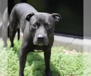 American Staffordshire Terrier Dogs for adoption in San Antonio, TX, USA