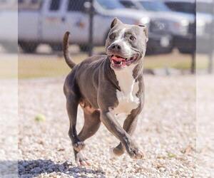 American Staffordshire Terrier Dogs for adoption in Waco, TX, USA