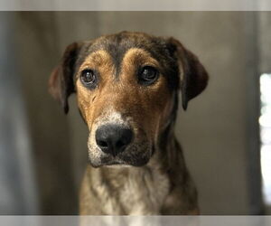 American Pit Bull Terrier-German Shepherd Dog Mix Dogs for adoption in San Bernardino, CA, USA