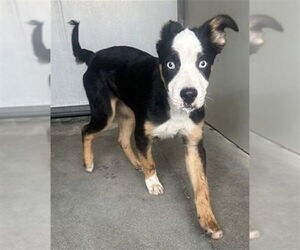 Mutt Dogs for adoption in San Bernardino, CA, USA