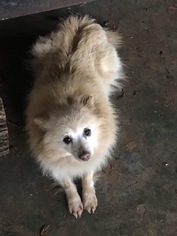 Pomeranian Dogs for adoption in Uwchlan, PA, USA