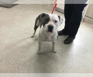 American Pit Bull Terrier Dogs for adoption in Riverside, CA, USA