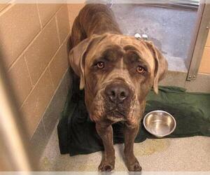 Mastiff Dogs for adoption in Orange, CA, USA