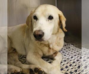 Labrador Retriever-Unknown Mix Dogs for adoption in San Antonio, TX, USA