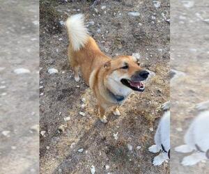 Shiba Inu Dogs for adoption in Oak Bluffs, MA, USA
