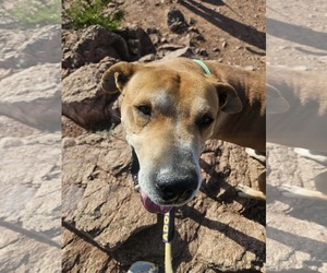 Mutt Dogs for adoption in phoenix, AZ, USA