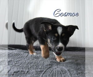 Mutt Dogs for adoption in Sandy, UT, USA