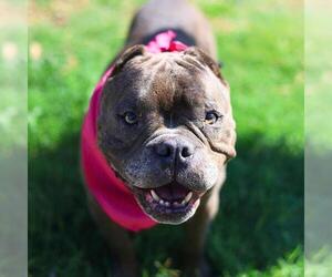 American Staffordshire Terrier-Unknown Mix Dogs for adoption in San Antonio, TX, USA