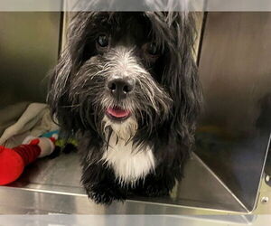 Maltese-Unknown Mix Dogs for adoption in Rancho Cucamonga, CA, USA