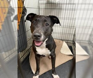 Boxador Dogs for adoption in Rosenberg, TX, USA