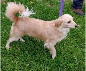Cocker Spaniel Dogs for adoption in Hillsdale, IN, USA