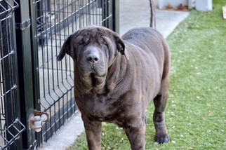 Chinese Shar-Pei Dogs for adoption in Little Elm, TX, USA
