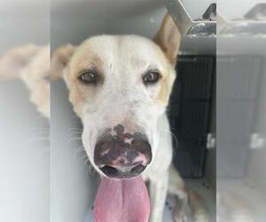 Rhodesian Ridgeback-Unknown Mix Dogs for adoption in Houston, TX, USA