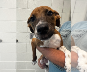 Unknown-Vizsla Mix Dogs for adoption in Hilton Head, SC, USA