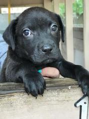 Medium Photo #1 Labrador Retriever Puppy For Sale in Freeport, FL, USA