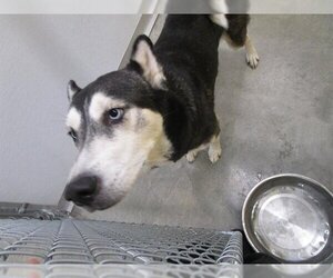 Siberian Husky Dogs for adoption in Temple, TX, USA