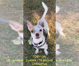 Chihuahua Dogs for adoption in pomfret, CT, USA
