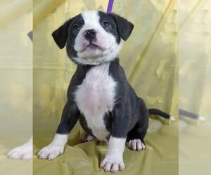 Borador Dogs for adoption in Griffin, GA, USA
