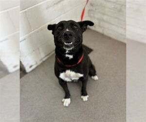 Labrador Retriever-Unknown Mix Dogs for adoption in San Bernardino, CA, USA